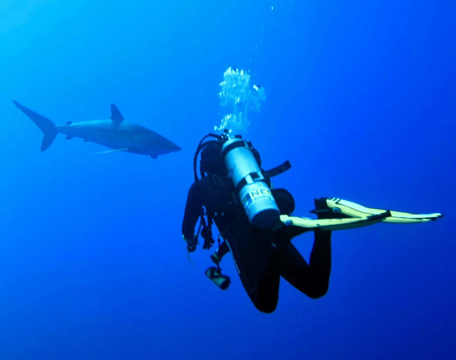 Certified Divers - Image 4