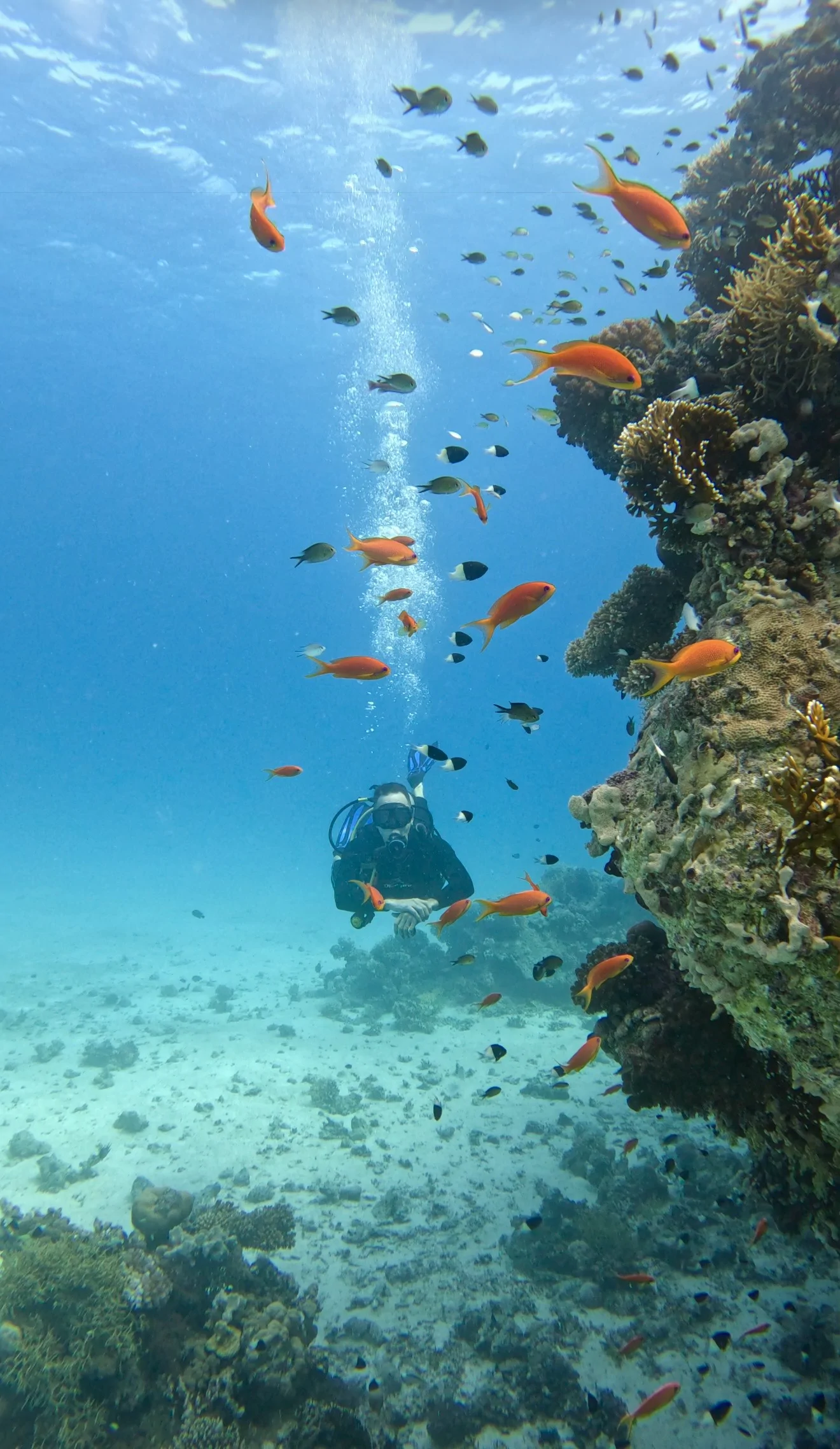 Certified Divers - Image 2